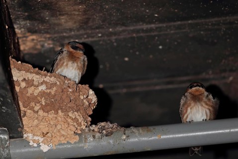 Cave swallow