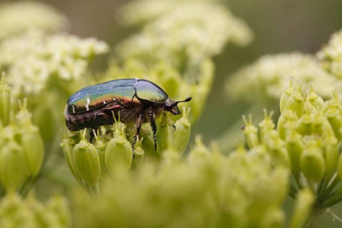 Rose-chafer