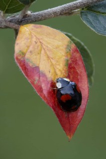 Asian Ladybird