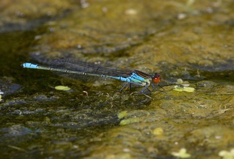 Small Red-eyed Damselfly