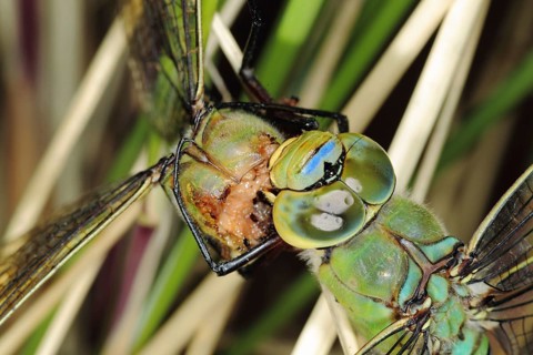 Emperor dragonfly