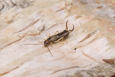 Common earwig