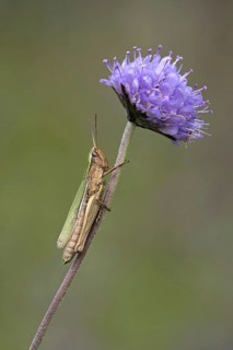 Small lesser marsh grasshopper
