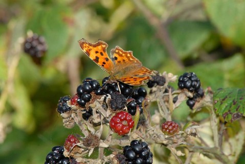 Comma
