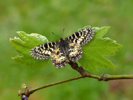 Southern festoon