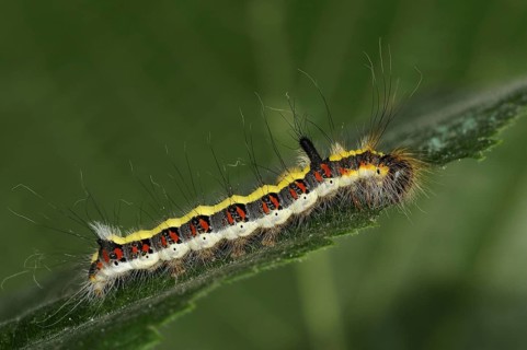 Caterpillar of the grey gray dagger