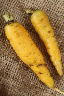 Carrot