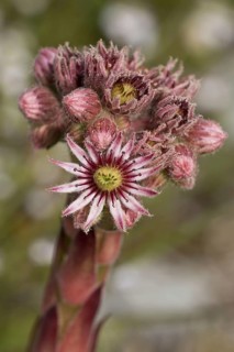 Tectorum