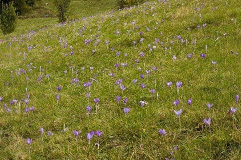 Crocus