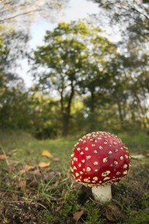 Fly Agaric