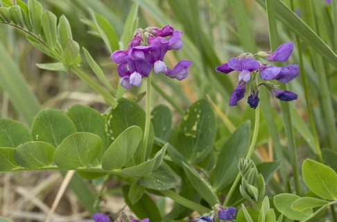 Sea pea