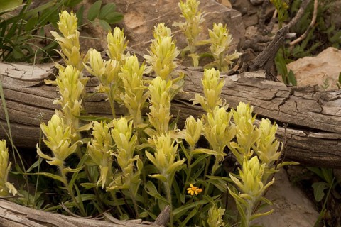Flowering Western Paintbrush