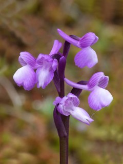 Champagne orchid