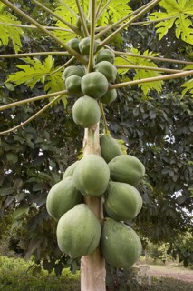 Pawpaw