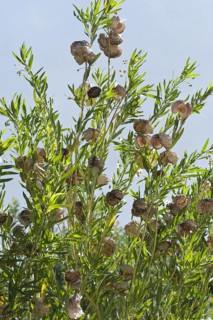 Silk plant
