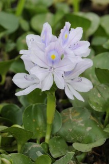 Water hyacinth