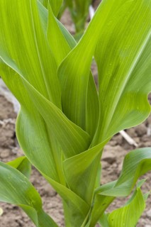 Maize