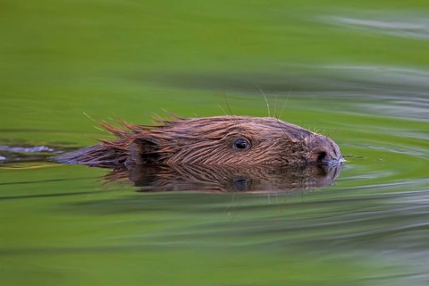 Eurasian beaver