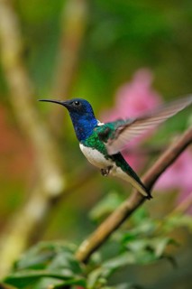 Jacobin Hummingbird