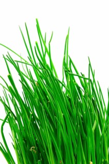 Chives