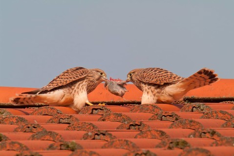 Kestrels fight over mouse