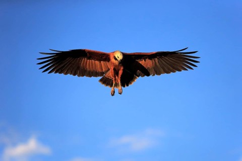 Black-collared hawk