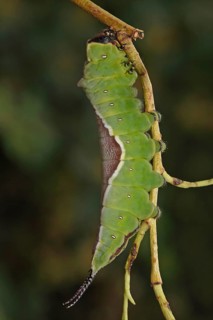 Greater fork tail