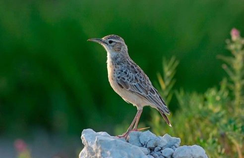 Spike-heeled lark