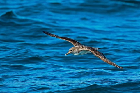 Cory's Shearwater