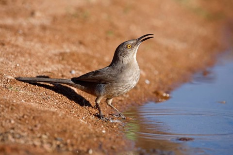 Curve-billed Thrasher