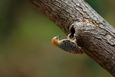 Red-crowned Woodpecker
