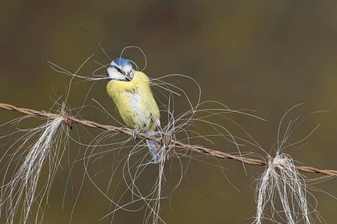 Blue Tit