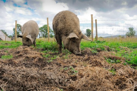 Domestic pig