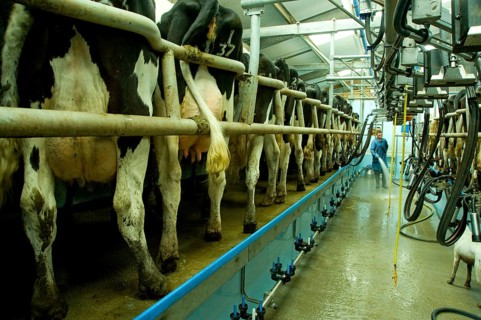 Domestic cattle