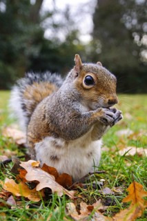 Eastern eastern gray squirrel