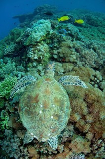 Green Turtle