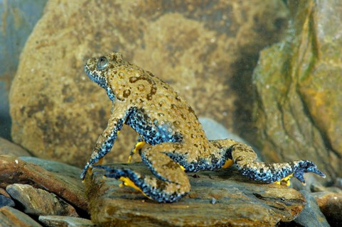 Apennine Yellow-bellied Toad