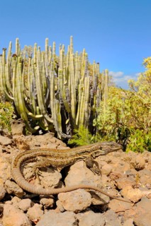 Western canaries lizard