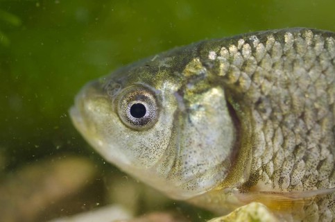 Crucian Carp