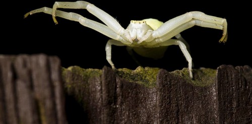 Goldenrod Crab Spider