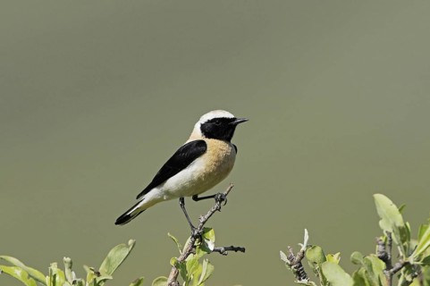 Eastern Black-eared Wheatear