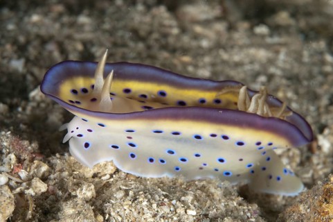 Kune's Chromodoris Seaslug