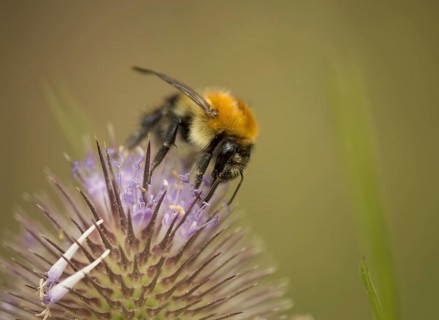 Bombus agrorum