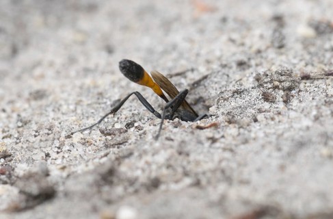Three-phase sand wasp