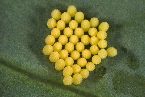 Eggs of the cabbage or large white