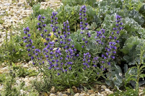Viper's bugloss