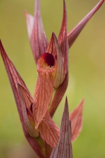 Long-lipped Tongue Orchid