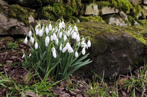 Snowdrop