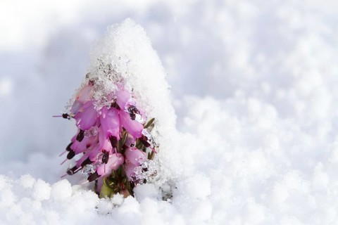 Cultivated winter heather