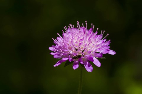 Wood cabbage